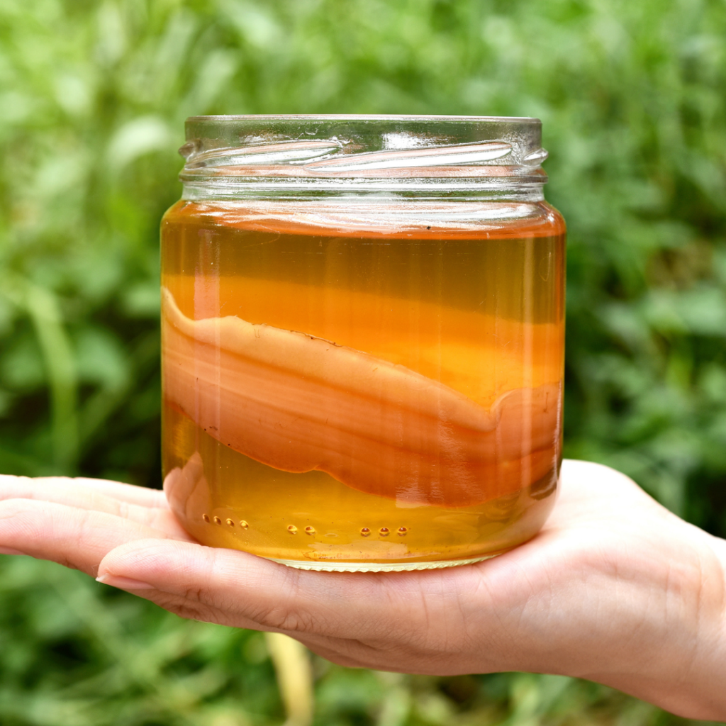 jun-kombucha-scoby-junbucha-jun-kombucha